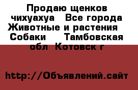 Продаю щенков чихуахуа - Все города Животные и растения » Собаки   . Тамбовская обл.,Котовск г.